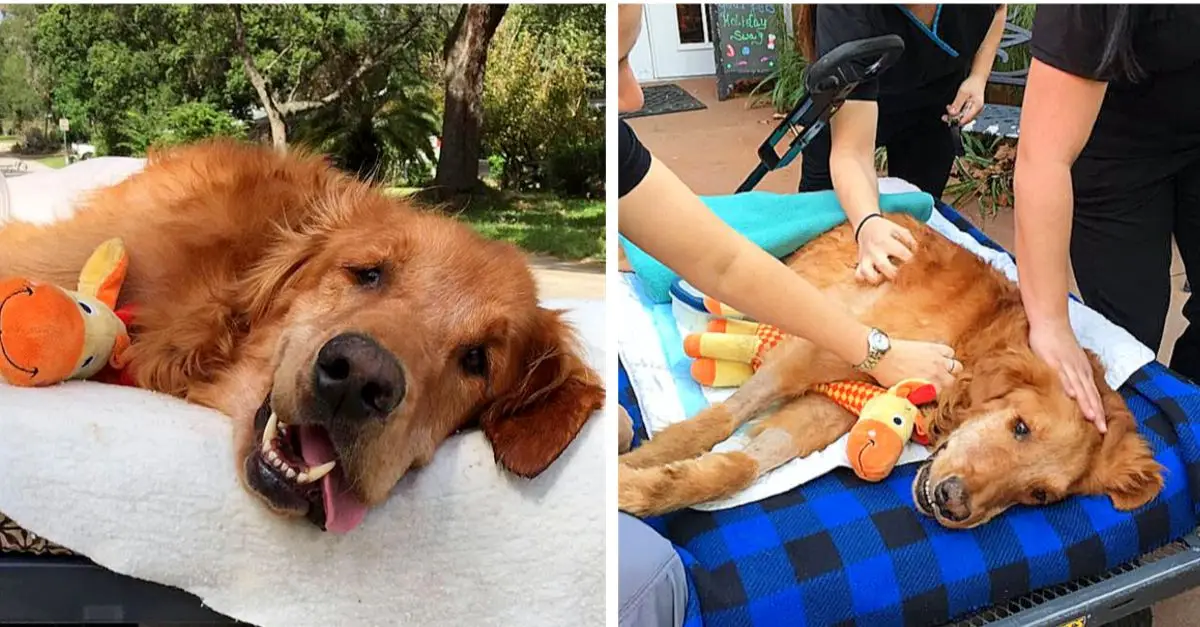 This dog was too ill to sit takes final town ride and miraculously recovers