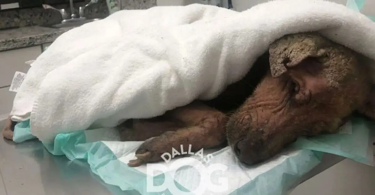 UPDATE Resilient Pup Found in Texas Heat by UPS Driver