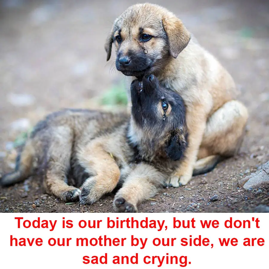 Today is our birthday, but we don’t have our mother by our side, we are sad and crying