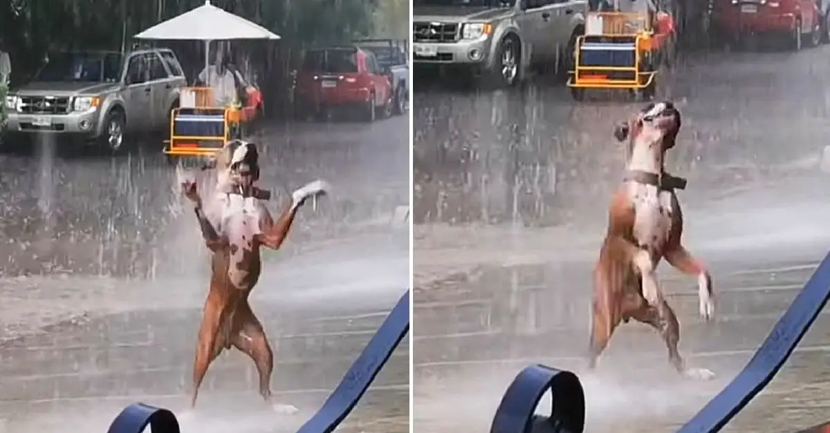 Viewers were thrilled by the viral video of the dancing dog in the rain