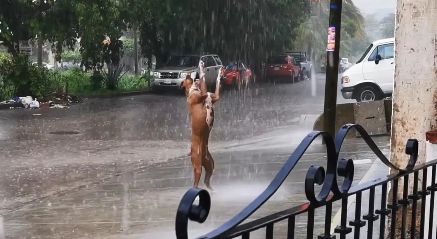 Unbridled enthusiasm: A splashing good time