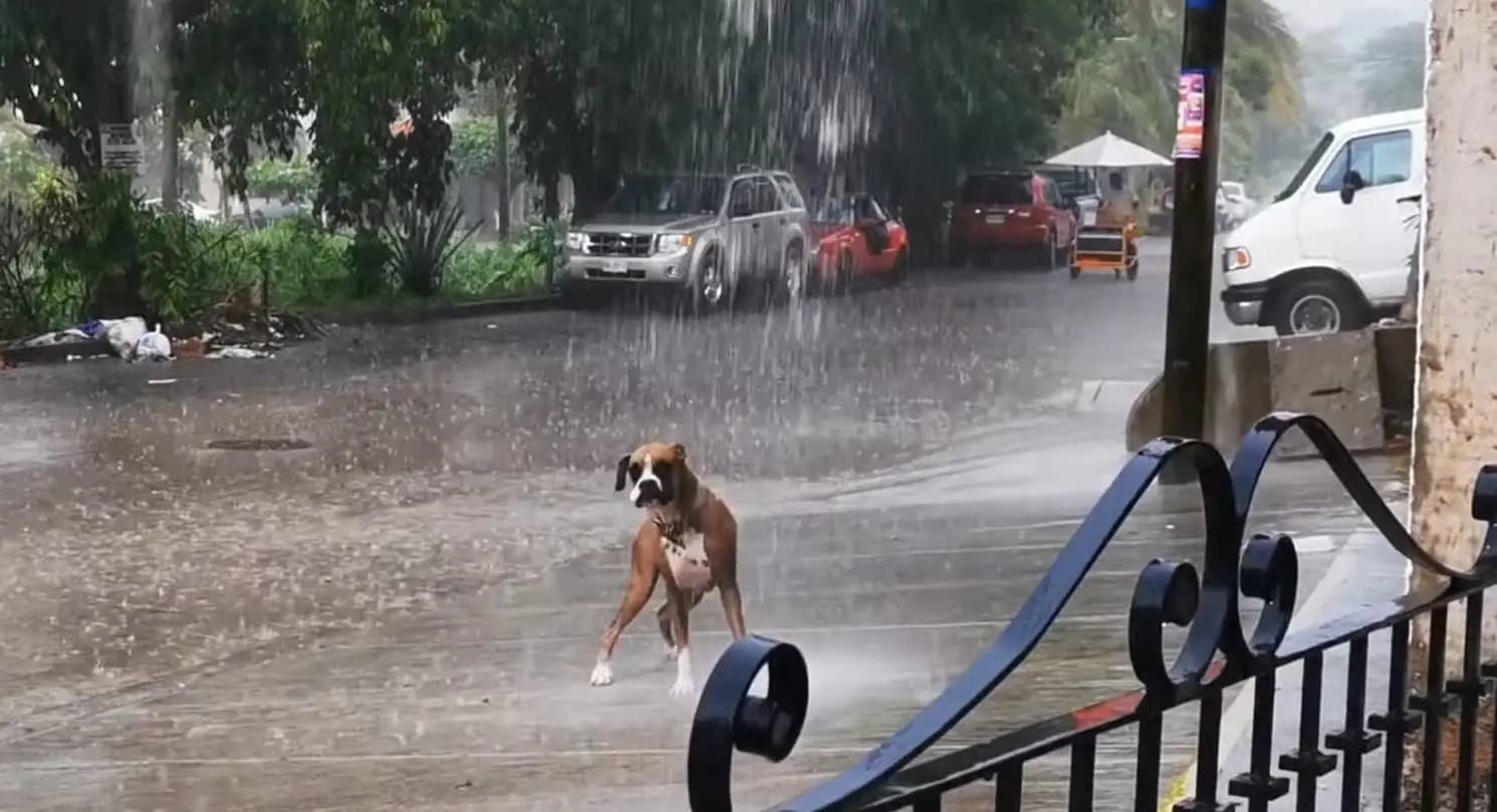 A lesson in simple pleasures: More than just a dog in the rain