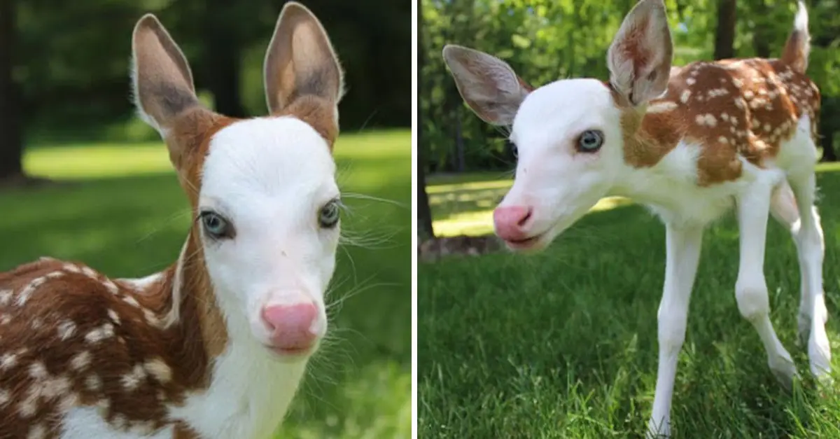 White-faced fawn, world’s rarest was rejected by her mom, found new life