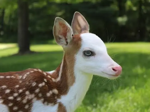 Born different: A white face in a brown world