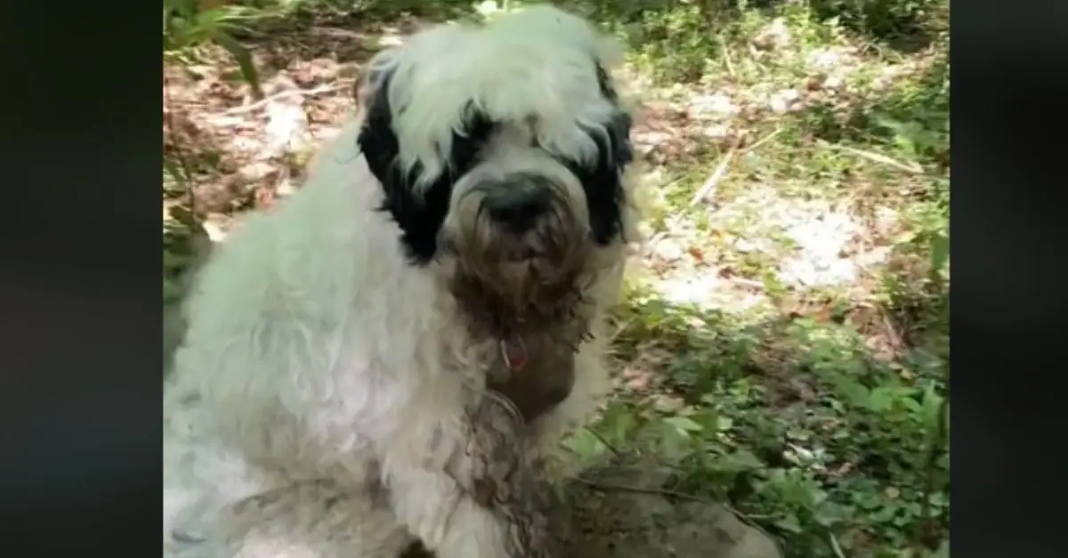 Woman Discovers Dog ‘Abandoned’ in Woods — Uncovers Full Story Afterwards