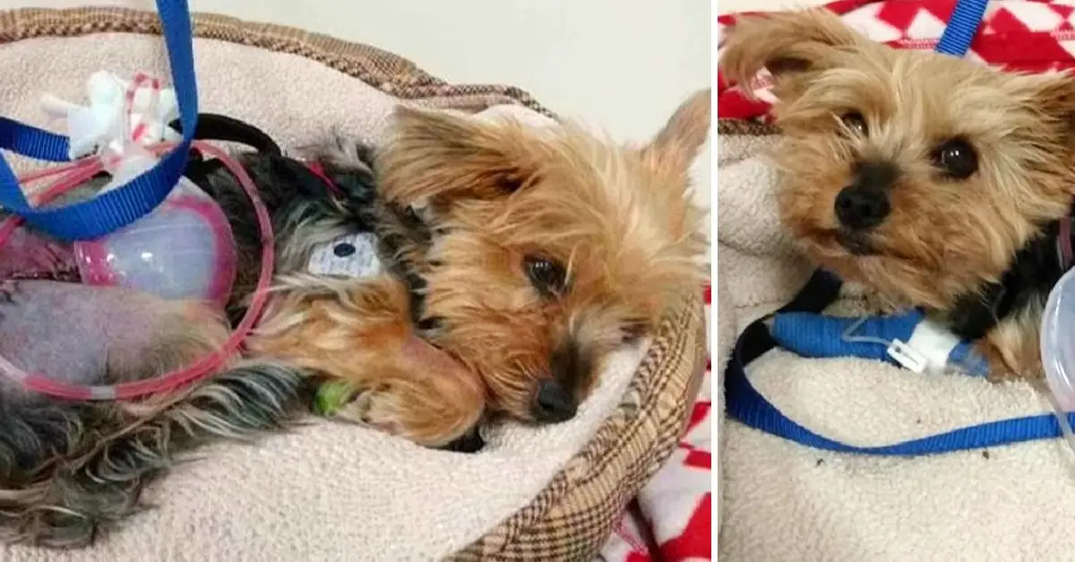 Yorkie pup heroically defends 10-year-old owner from attacking coyote