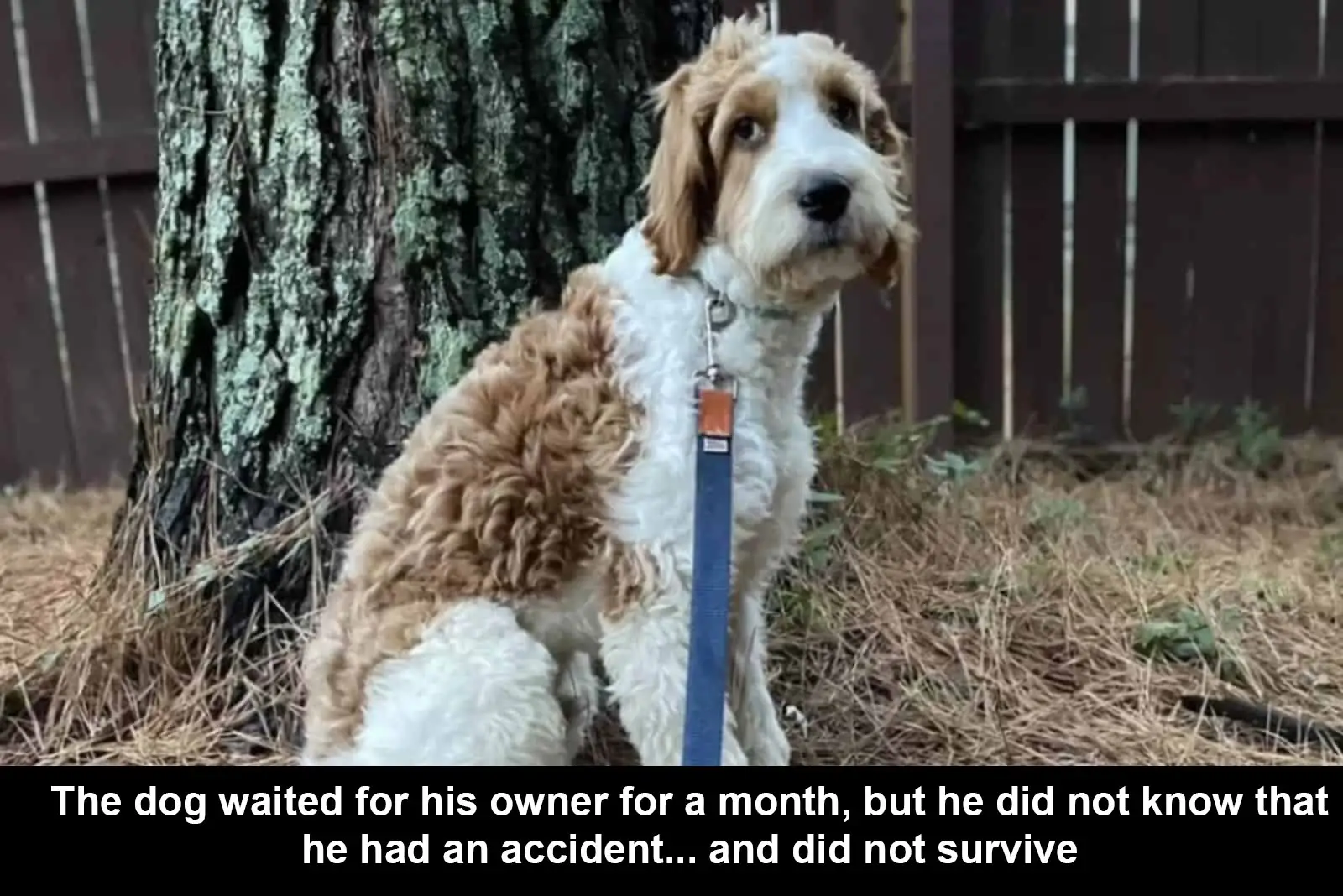 The dog waited for his owner for a month, but he did not know that his owner had an accident… and did not survive