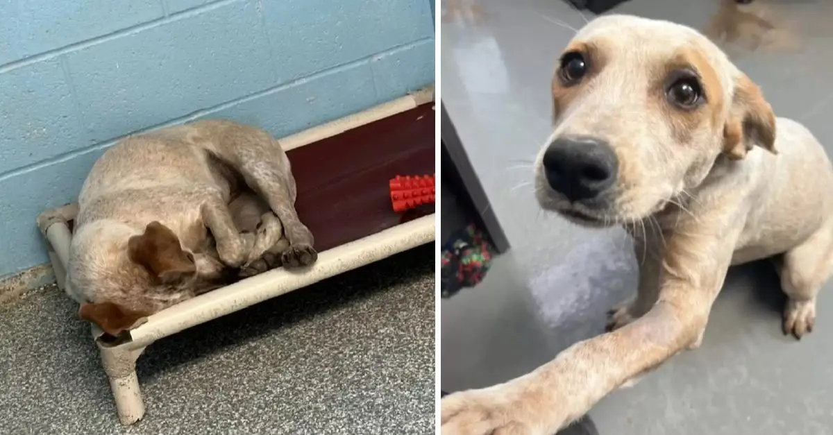 Shelter dog heartbroken as her best friend was adopted but she wasn’t