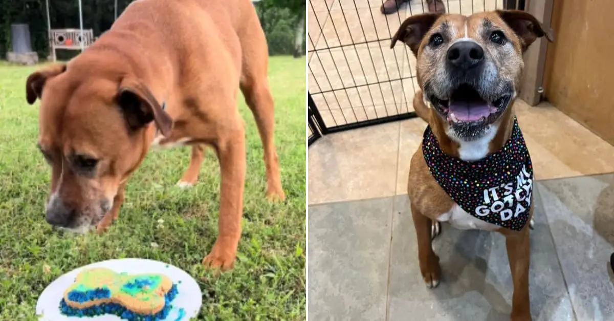 Senior Shelter Dog’s Heartbreaking Milestone After Abandonment