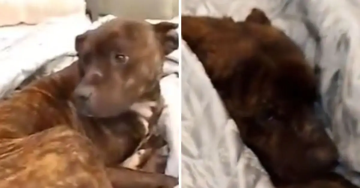 Stray Dog Finds Shelter on Store Bed, Worker’s Kindness Goes Viral