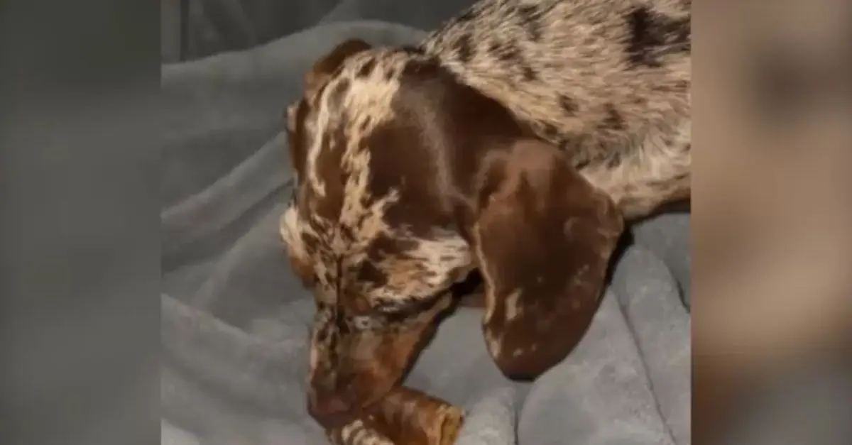 The Worst Bone Hiding Place Of a ‘Not Hungry’ Dachshund