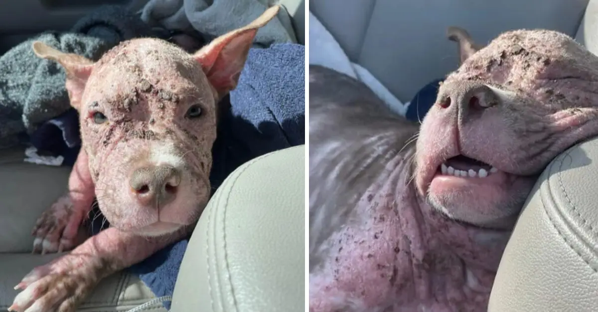 ‘Piglet-Like’ Puppy Thrives After a New Chance at a Better Life