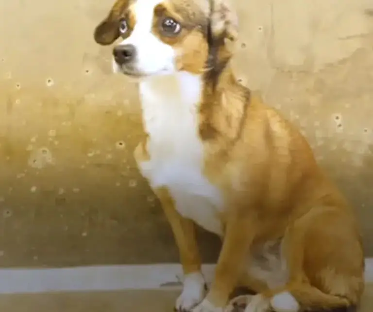 Giải cứu và Tái sinh