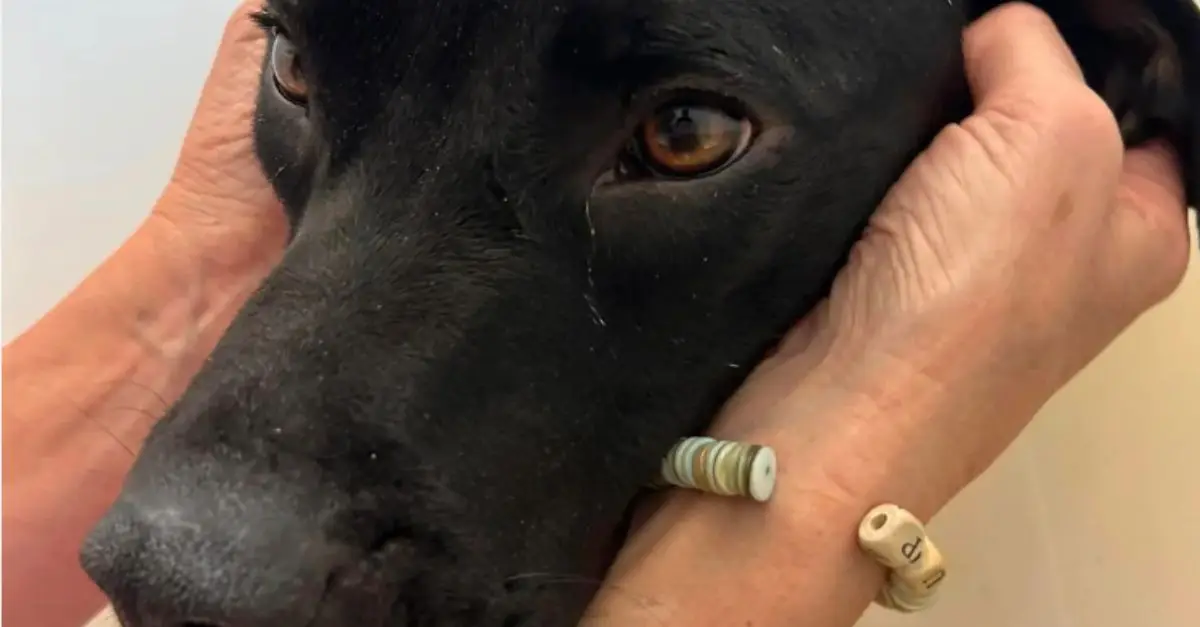 A Kansas shelter dog, adopted under a year ago, found with severe burns, is slowly recovering