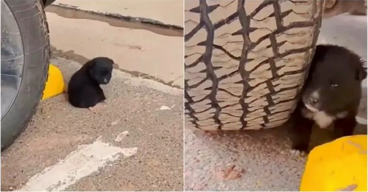 A 'Little Bear' Sleeps in a Parking Lot, Hoping Shoppers Will Take Him Somewhere Wa