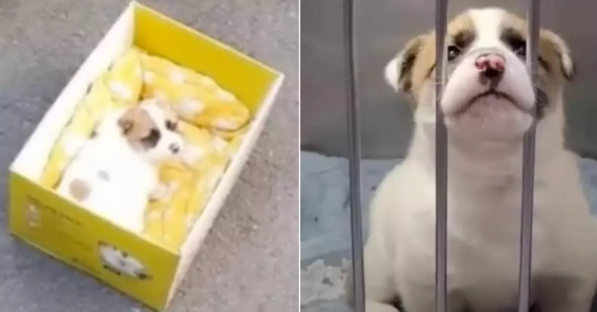 A Puppy Discovered in a Box Searches for Her Missing Mom