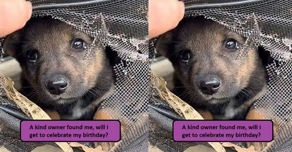 A kind owner found me, will I get to celebrate my birthday?