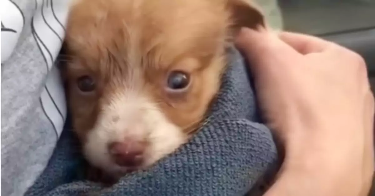 A kind person held the struggling puppy, and he melted in her embrace