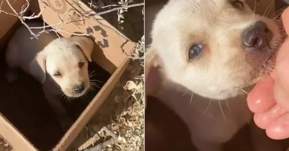 A lonely puppy sat in a box as trains passed and nearby voices grew louder