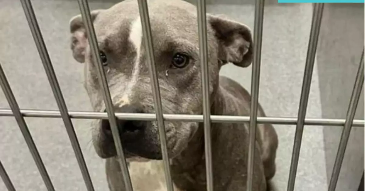 A lonely, sweet dog curled up on her towel, teary-eyed, at a Dallas shelter