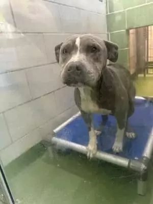 From Excitement to Despair: Dutchess' Plight at the Shelter