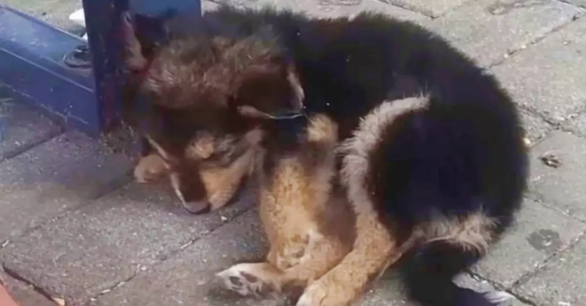 A man discovered a puppy on scorching pavement