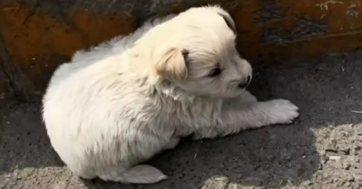 A puppy finds shelter in a curb’s shadow, its only escape from the heat