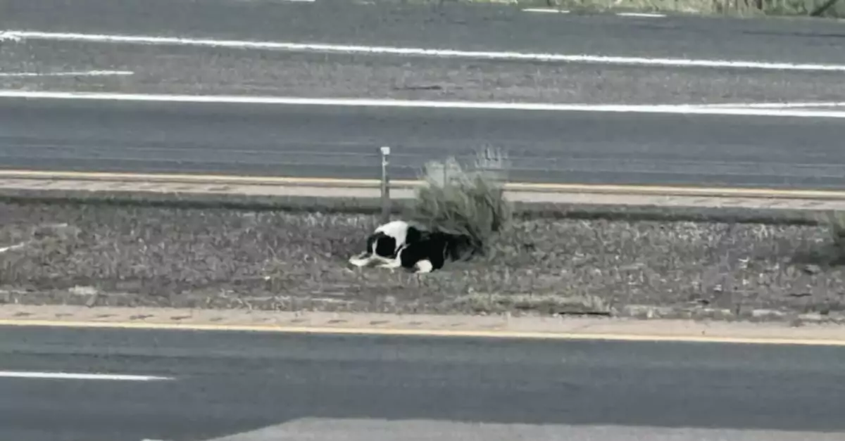 Abandoned Dog on Highway Refuses Trust Until a Tragic Event Changes Everything