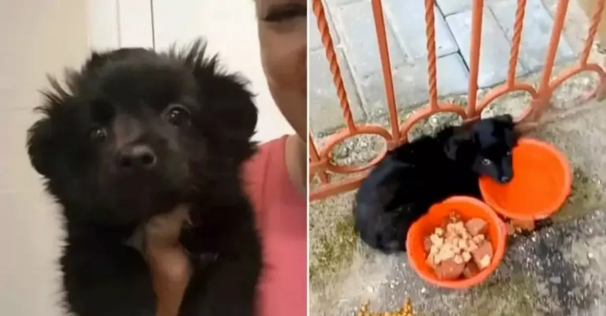 Abandoned Puppy Tied to a Market Gate Finds Its Forever Home