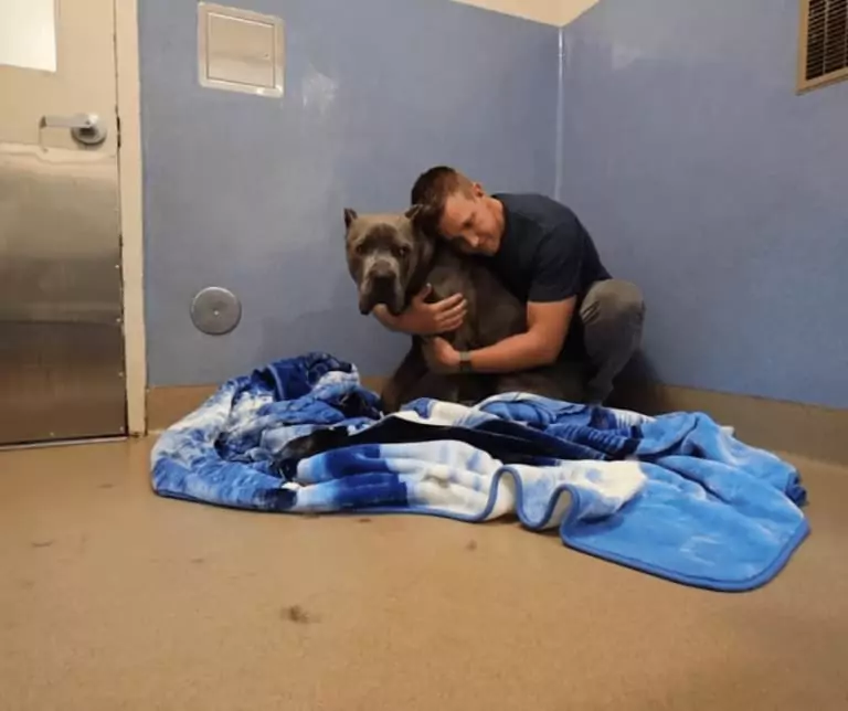 Anxious Cane Corso Returned to Shelter Finally Finds a Second Chance