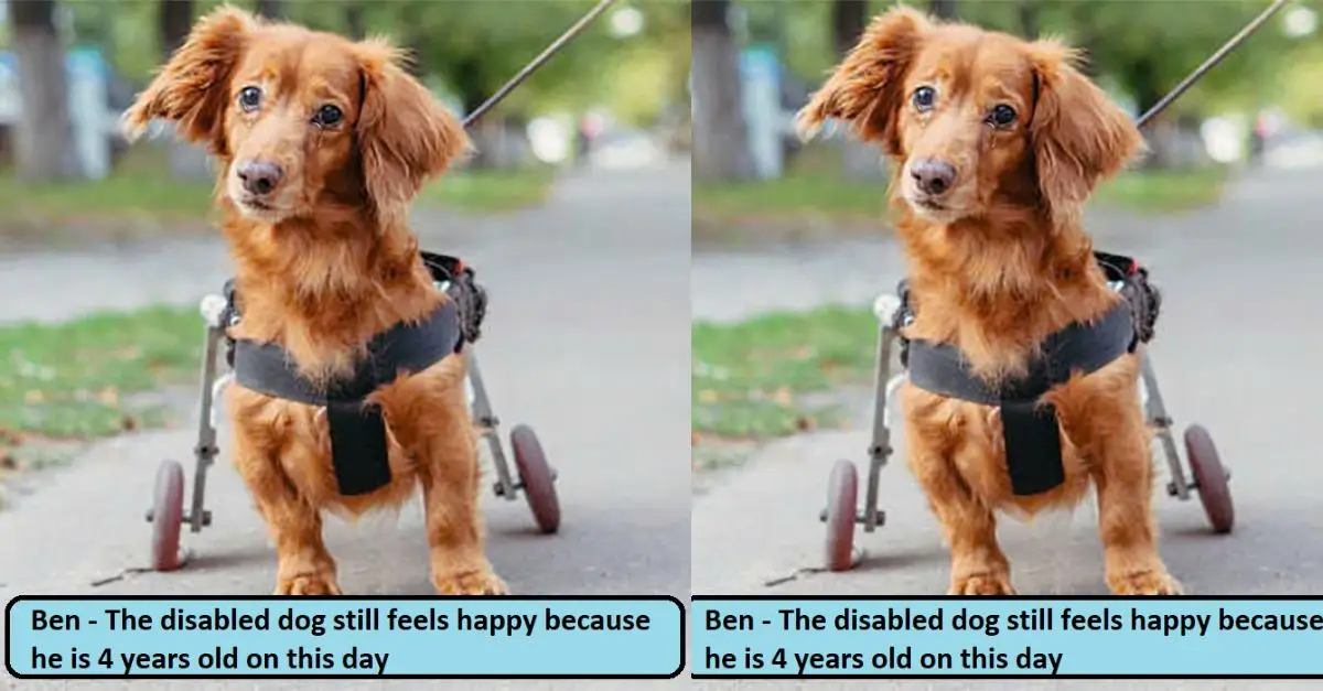 Ben – The disabled dog still feels happy because he is 4 years old on this day