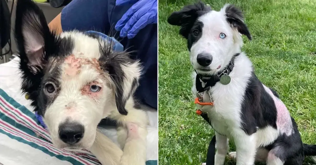 Border Collie Puppy with Fractures and Burns Triumphs and Finds a New Home