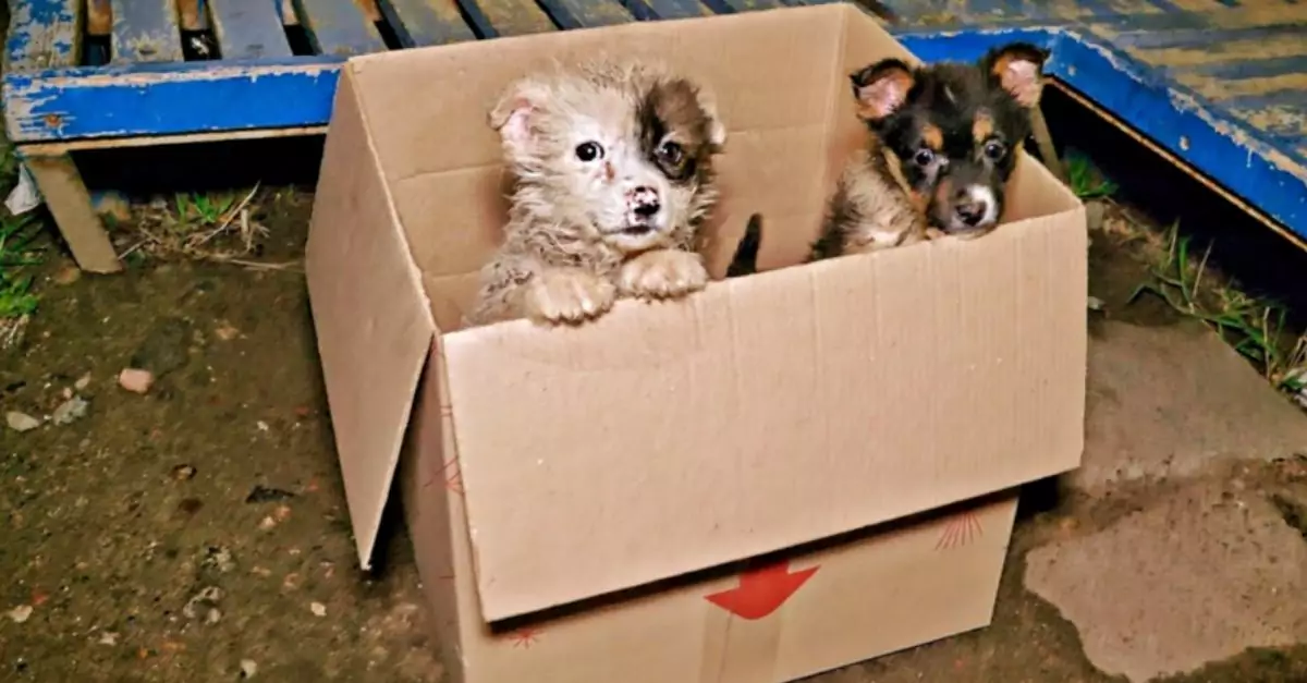 Bus driver slams brakes upon spotting puppies peeking from a cardboard box