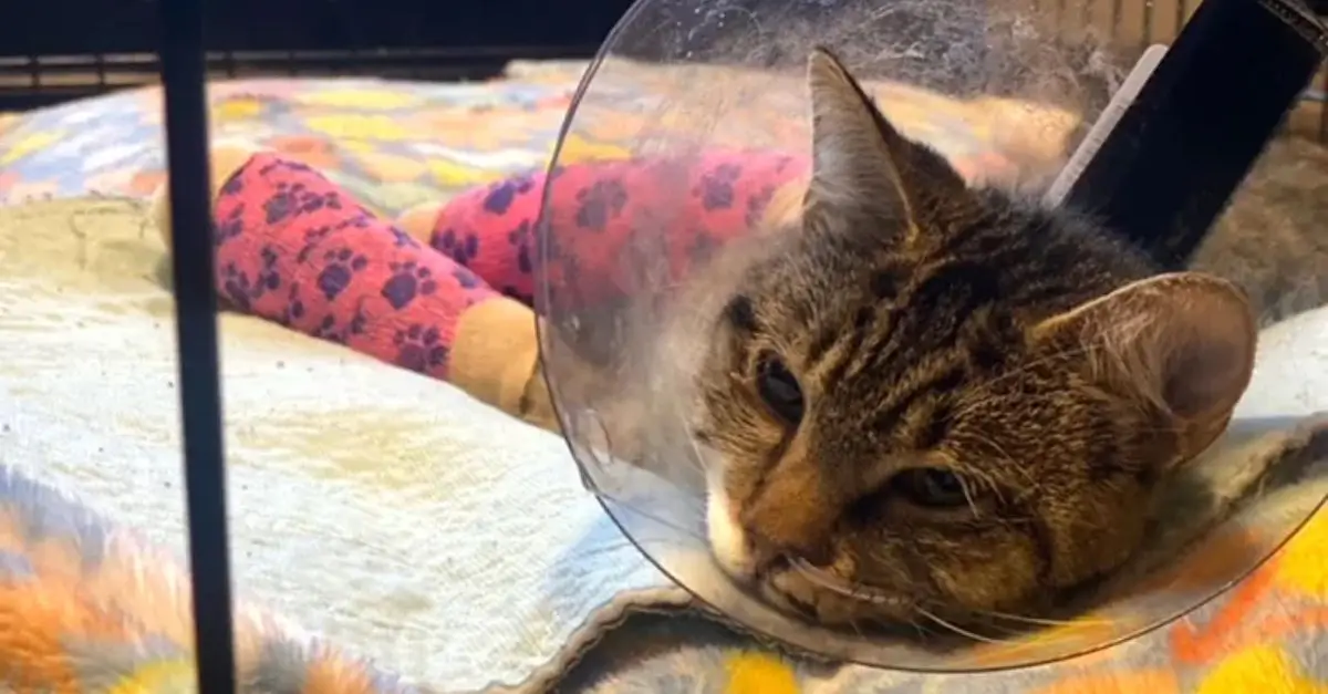 Cat Survives 12-Story Fall After Being Thrown from Balcony, Rescue Team Reports