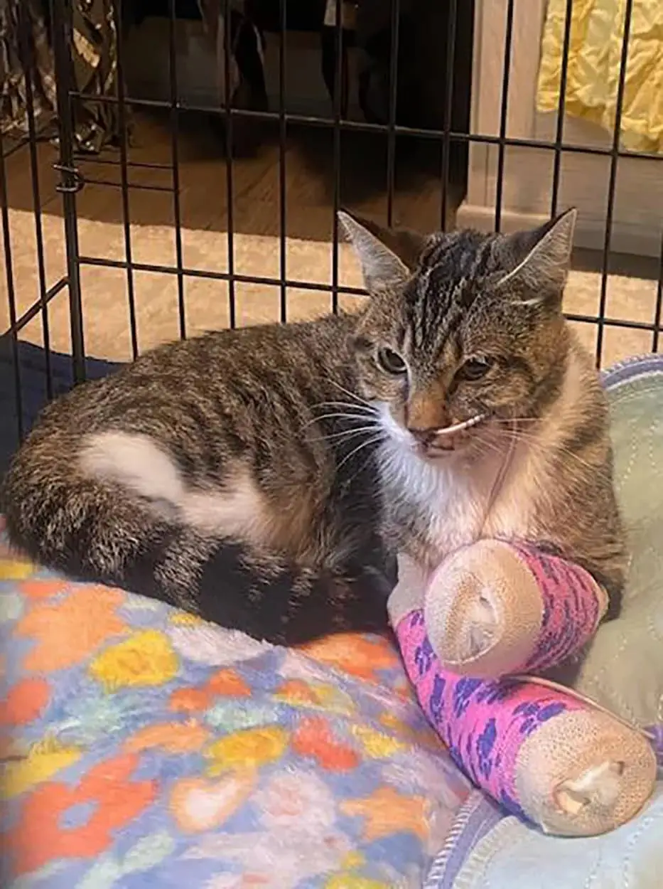 Cat miraculously survives 12-story fall, sparks outrage