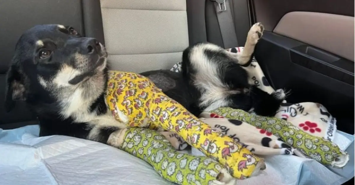 Compassionate hearts saved dog with 3 broken legs hit by car on a busy St. Louis highway