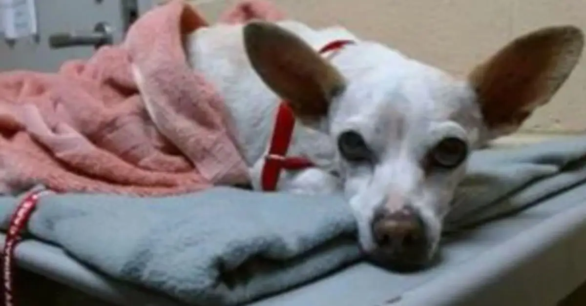 Compassionate rescuer needed: 18-year-old senior dog left behind and in need of care