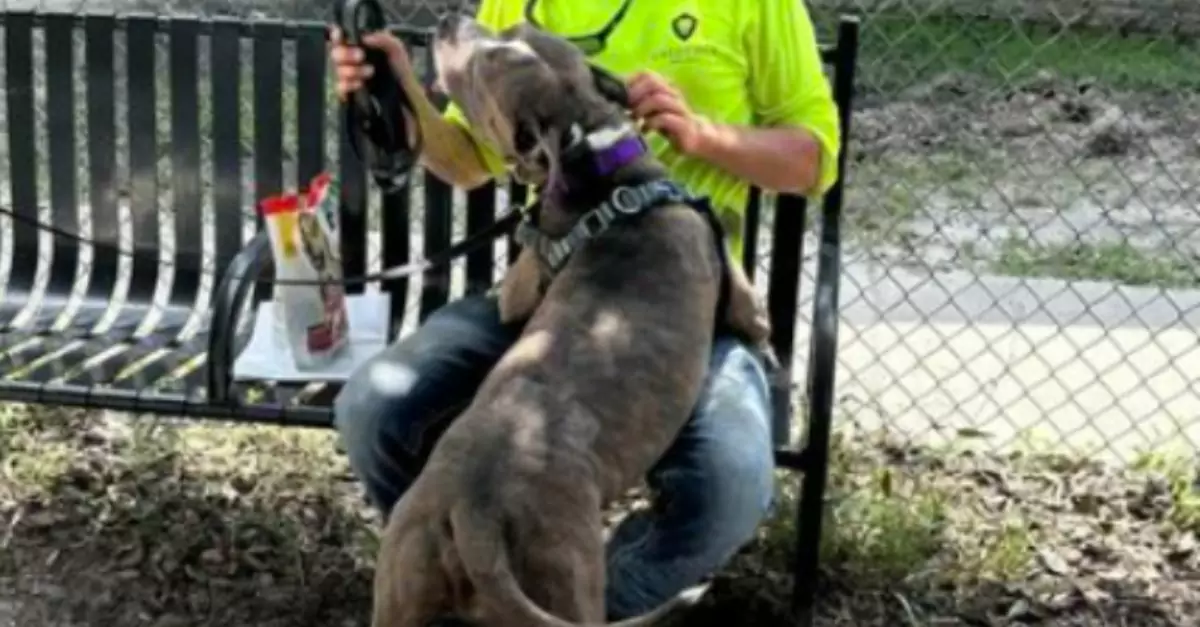 Construction worker building a dog shelter fell in love with a dog needing a home