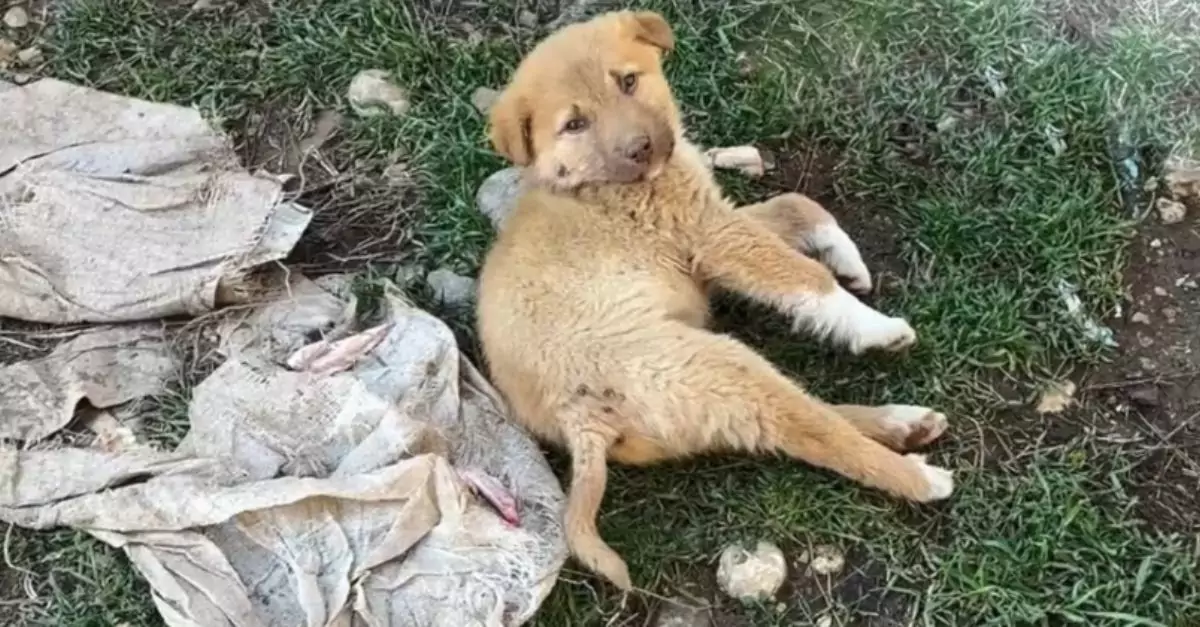 Crying Puppy with Broken Back Found by Kind Rescuers