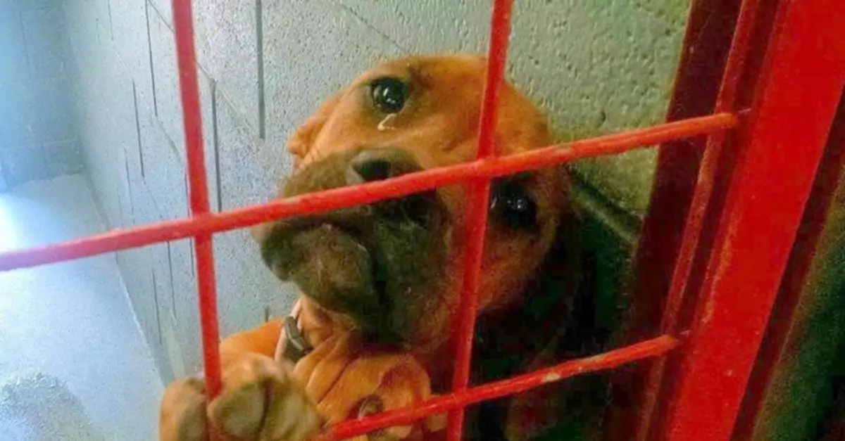 Dog ‘Cried’ All Night, Shelter Shares Photo as ‘Last Resort’ for Adoption