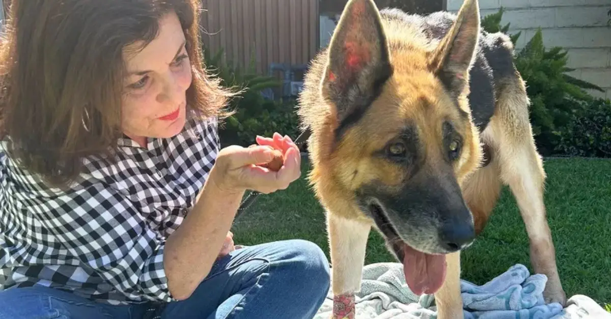 Dog Found Zip-Tied in Calif. Canyon Diagnosed with Cancer After Rescue in ‘Cruel Blow’