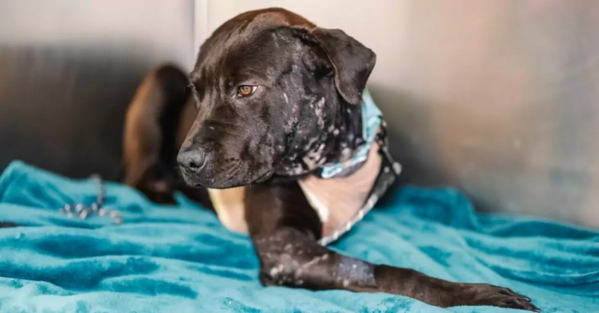 Dog Injured by Another Dog at Car Lot Needs Help to Walk Pain-Free Again