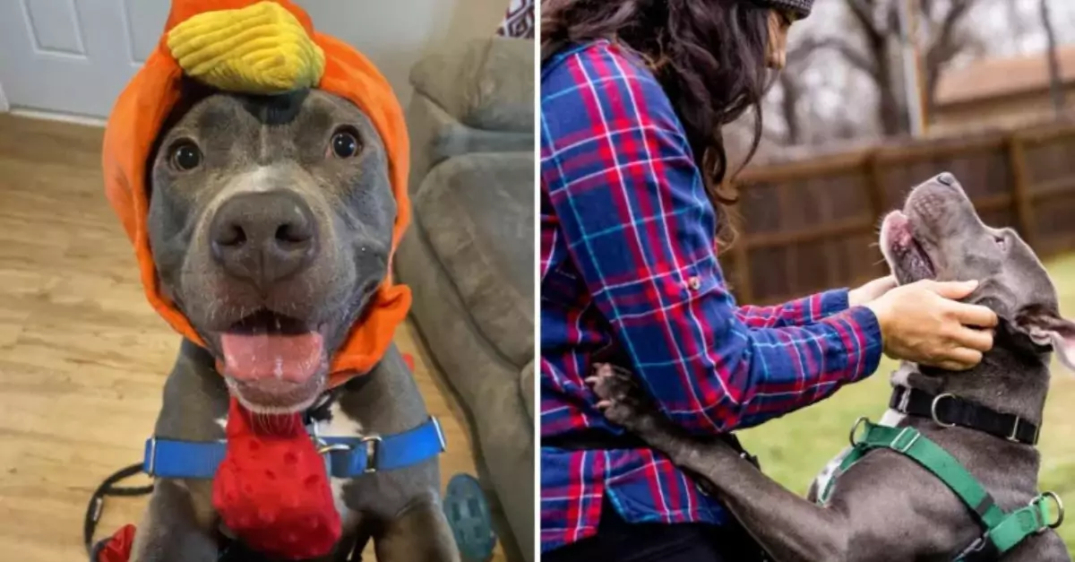 Dog Who Spent Half His Life in Shelter Still Dreams of a Forever Home