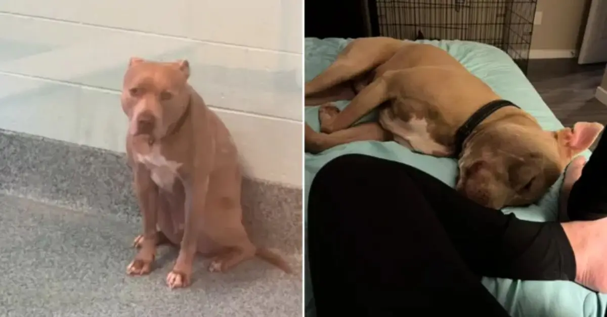 Dog in Shelter for 800+ Days Finally Has a Reason to ‘Smile’