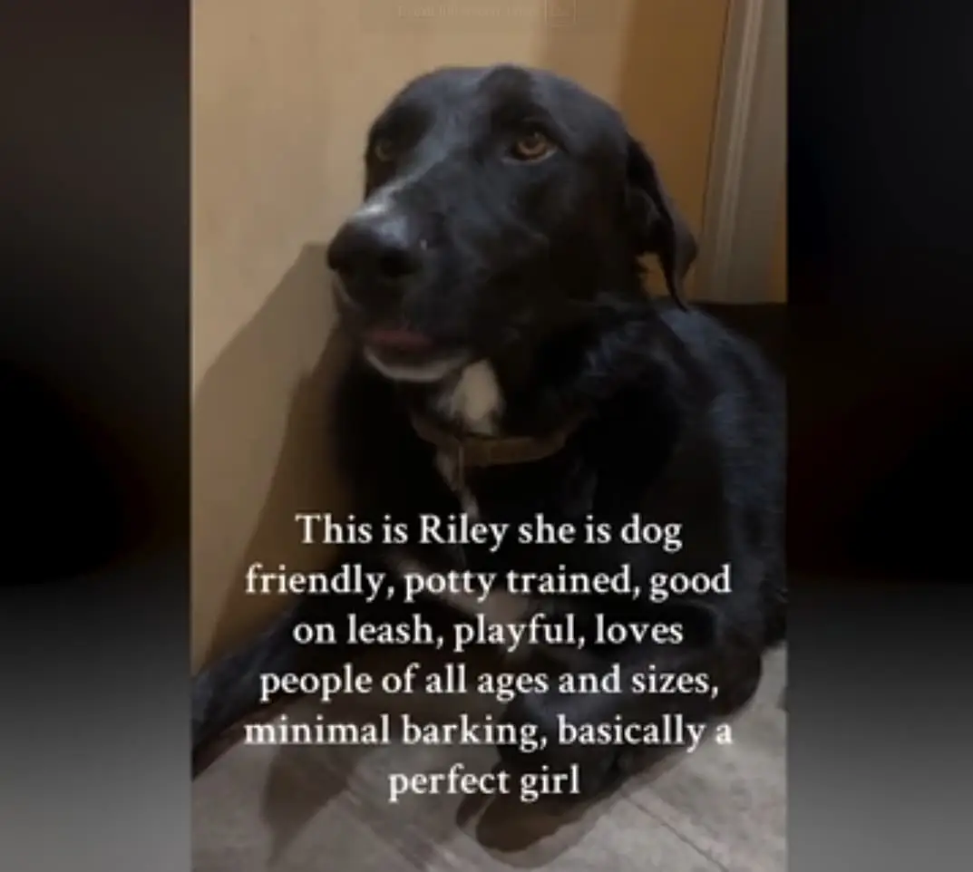 Riley: A Loving Companion