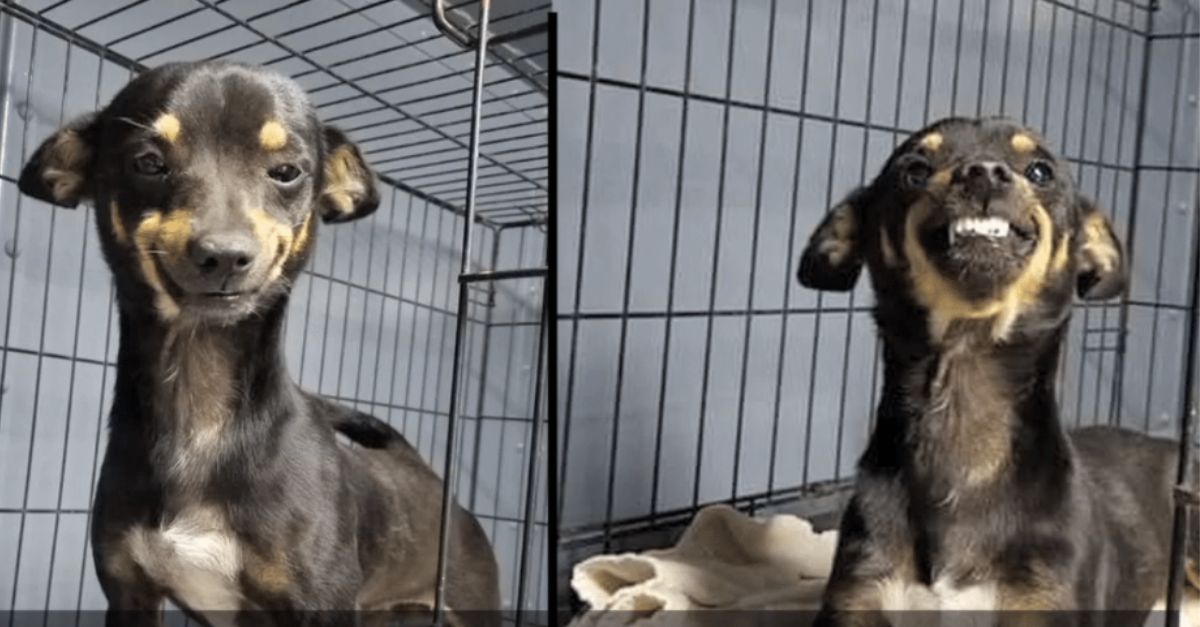 Dog's Charming Smile Sparks Massive Adoption Buzz at Shelter