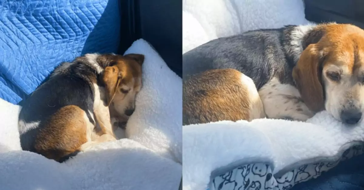 Elderly Beagle Rescued from Online Ad Finds a Loving New Home