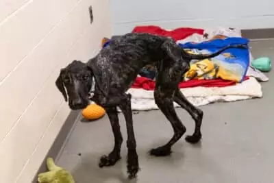 Emaciated poodle found tied to a tree in Michigan park, a heartbreaking sight