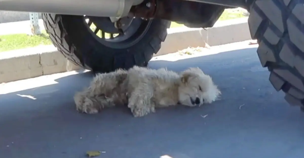 Exhausted from running, the pup collapsed under the truck tires