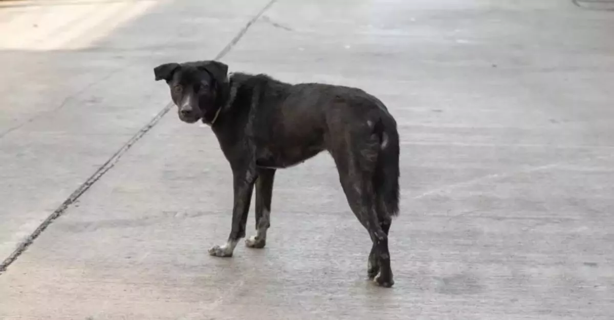 Family Finds Stray Dog on Highway—Adopted and Now Part of the Family